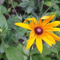 Рудбекия :: Рита Симонова