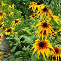 Рудбекия :: Рита Симонова