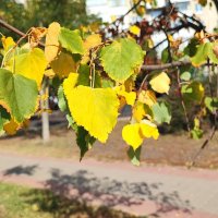 ,,, :: Сергей Тимоновский