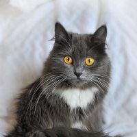 С янтарными глазами :: Ирина С