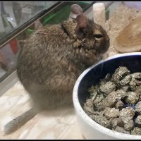 Дегу (чилийская белка) в зоомагазине.. :: Ольга Довженко