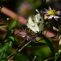 31 августа :: kolyeretka 31 августа :: kolyeretka