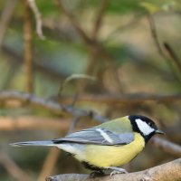 Тихая фотоохота :: Иван Ермен