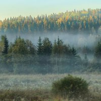 туман..... :: Ольга Cоломатина