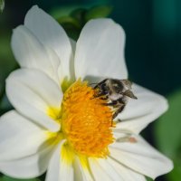 *** :: Виктор Иванович Чернюк