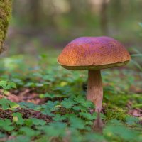 Белый :: Владимир Кириченко  wlad113