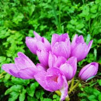 Безвременник расцвел.Осень :: Ирина 