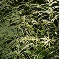 Волжанка :: Freddy 97