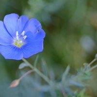 Цветок ленка от сентября. :: сергей ермошкин Цветок ленка от сентября. :: сергей ермошкин