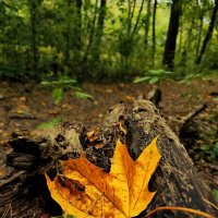 **** :: Алексей Архипов