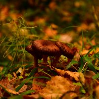 природа :: סּﮗRuslan HAIBIKE Sevastyanovסּﮗסּ