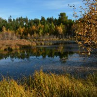 *** :: Наталья Покацкая