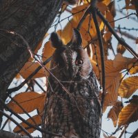 Прекрасные совушки. :: Анатолий Щербак