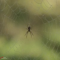 В сетях... :: Андрей Пристяжнюк