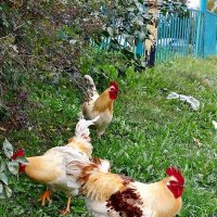 Петухи :: Максим Егоров