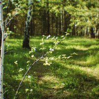 Лес :: Сергей Царёв Лес :: Сергей Царёв