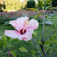 Гибискус. :: Лия ☼