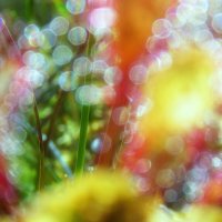 Цвета росянки ... :: Владимир Шошин