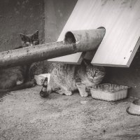 Два племянника-сиротки (чб) :: Сергей Царёв Два племянника-сиротки (чб) :: Сергей Царёв