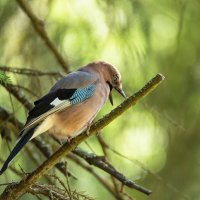 Сойка. :: Виктор Евстратов Сойка. :: Виктор Евстратов