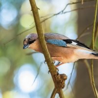 Сойка. :: Виктор Евстратов