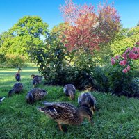 Утки :: Сапсан 