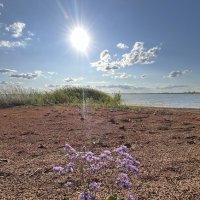 Цветочек :: Елена Рекк