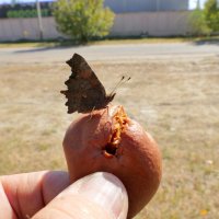 Из сегодняшней съёмки 1 :: Александр Прокудин