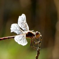 Из сегодняшней съёмки 3 :: Александр Прокудин Из сегодняшней съёмки 3 :: Александр Прокудин