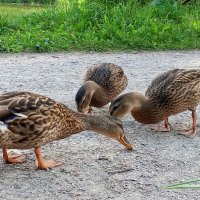 Утки :: Сапсан 