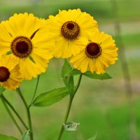 Солнышки :: Светлана 