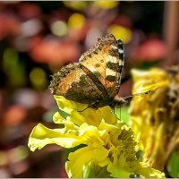 Бабье лето :: Aquarius - Сергей