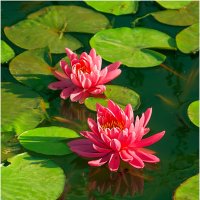 Гармония :: Валентин Котляров