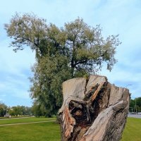 Пенёк  ) :: Veera V