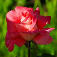 Роза сентября. :: Милешкин Владимир Алексеевич 