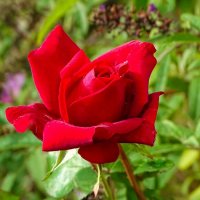 Роза сентября. :: Милешкин Владимир Алексеевич Роза сентября. :: Милешкин Владимир Алексеевич