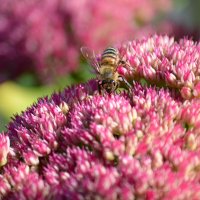 Сентябрь :: Татьяна Лютаева