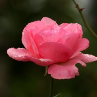 В хмурый день :: Юрий. Шмаков В хмурый день :: Юрий. Шмаков