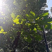 Цветы. :: Владимир Драгунский Цветы. :: Владимир Драгунский