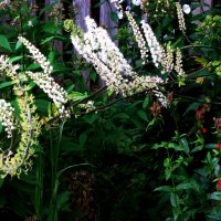 Клопогон цветёт :: Людмила Смородинская