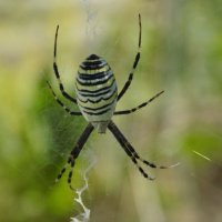 Паук-оса в ожидании добычи... :: Константин Штарк Паук-оса в ожидании добычи... :: Константин Штарк