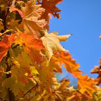 *** :: Владислав Левашов *** :: Владислав Левашов