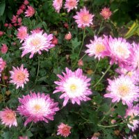 **** :: Елена Семигина