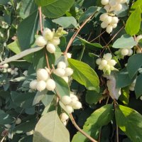 ,,, :: Сергей Тимоновский