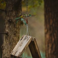 Кормушка :: Александр Морозов