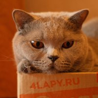 Кот Масик :: Лютый Дровосек