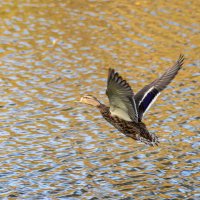 На озере. :: Андрей Андрианов На озере. :: Андрей Андрианов