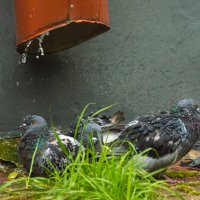 Голуби купаются под водосточной трубой. :: Андрей Андрианов