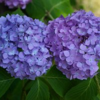 * + * :: Алёна Савина