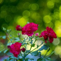 ___ :: Yuriy V ___ :: Yuriy V